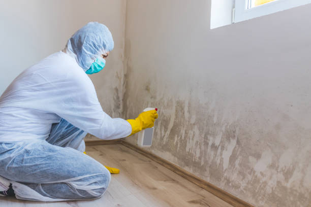 Licensed Black Mold Removal service in Kenvil, NJ - WQB Mold Removal