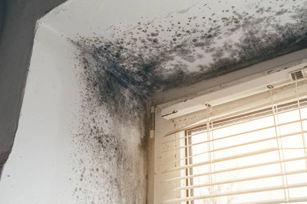 Affordable Black Mold Removal solutions in Kenvil, NJ